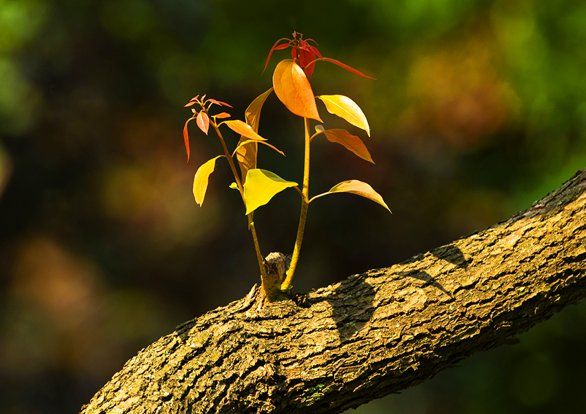 October 2026 Editor's Letter: Progress is Rooted in Wisdom