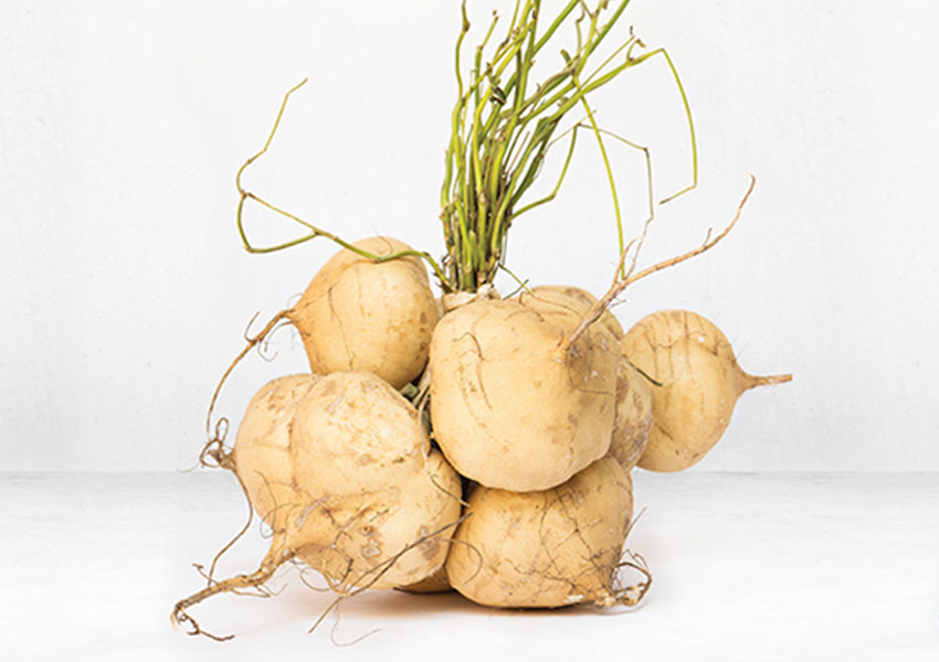 Jicama
