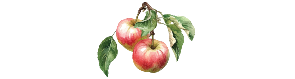 Apples SnackChat